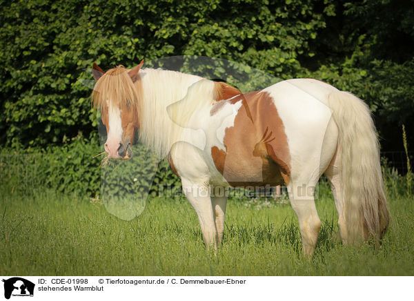 stehendes Warmblut / standing warmblood / CDE-01998