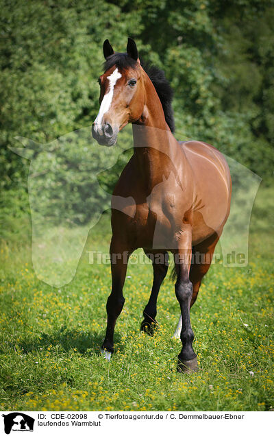 laufendes Warmblut / walking warmblood / CDE-02098