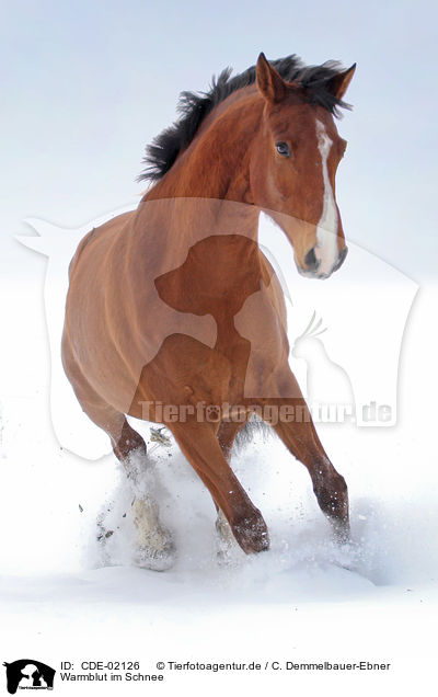 Warmblut im Schnee / warmblood in snow / CDE-02126