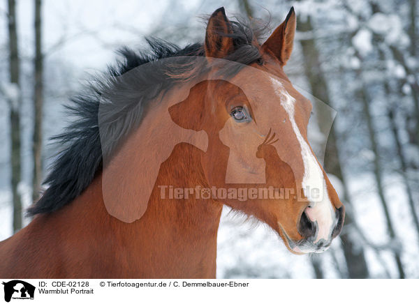 Warmblut Portrait / warmblood portrait / CDE-02128