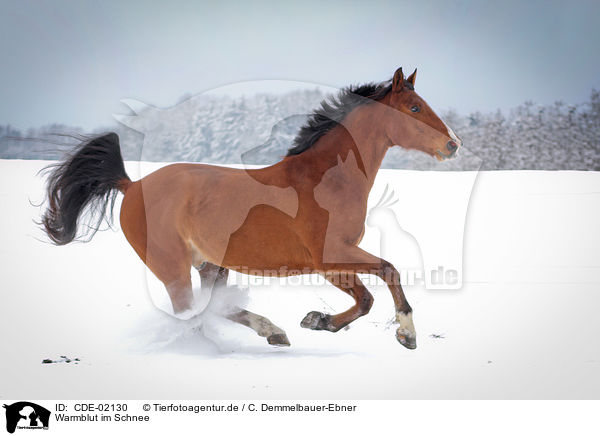 Warmblut im Schnee / warmblood in snow / CDE-02130