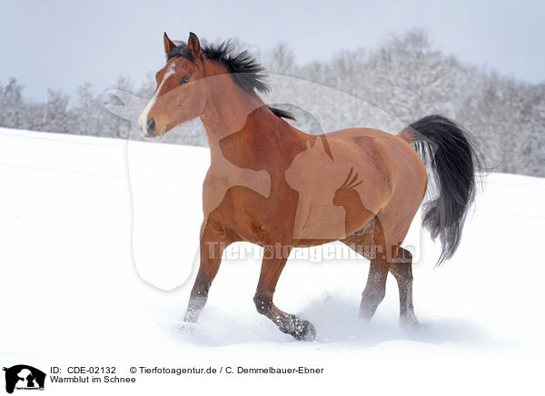 Warmblut im Schnee / warmblood in snow / CDE-02132