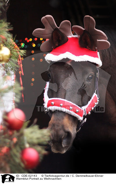 Warmblut Portrait zu Weihnachten / warmblood portrait at christmas / CDE-02143