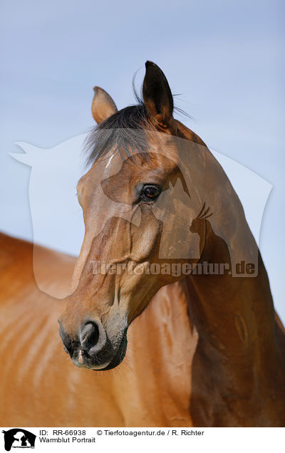 Warmblut Portrait / warmblood portrait / RR-66938