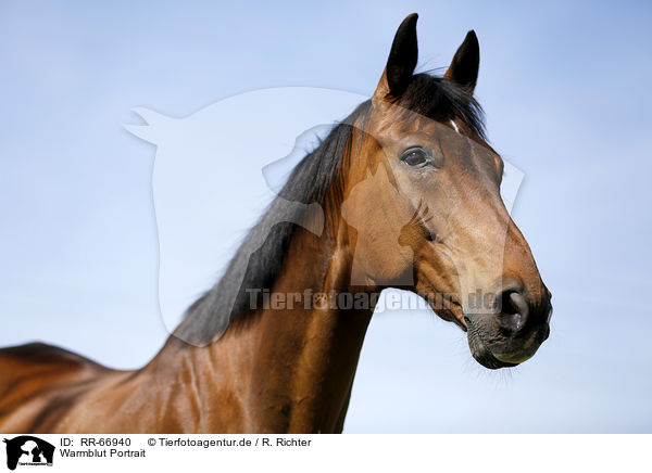 Warmblut Portrait / RR-66940