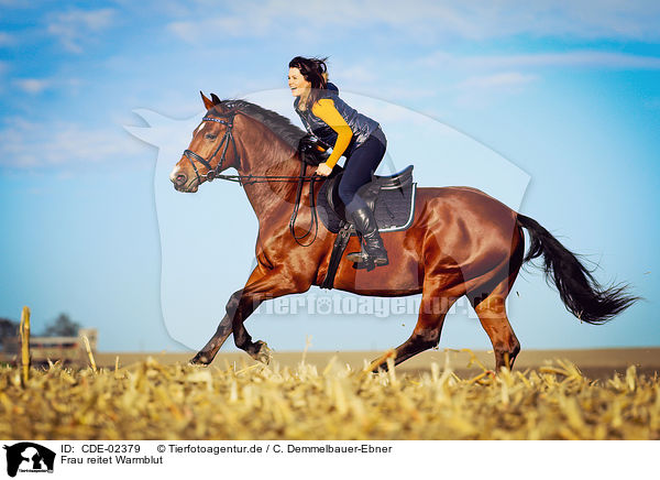 Frau reitet Warmblut / woman rides warmblood / CDE-02379