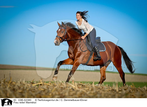 Frau reitet Warmblut / woman rides warmblood / CDE-02380