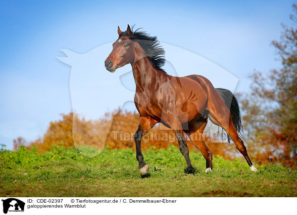 galoppierendes Warmblut / galloping warmblood / CDE-02397
