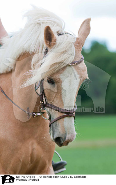 Warmblut Portrait / warmblood portrait / NS-04675