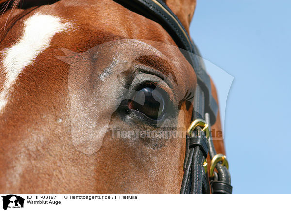 Warmblut Auge / warmblood eye / IP-03197