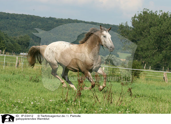 galoppierendes Warmblut / galloping warmblood / IP-03412