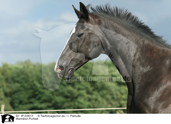 Warmblut Portrait / warmblood portrait / IP-03617