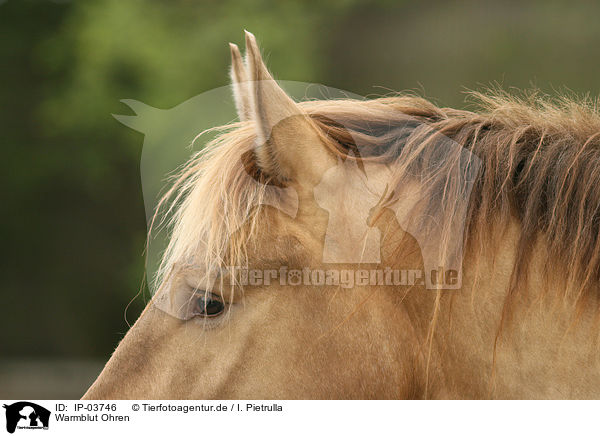 Warmblut Ohren / warmblood ears / IP-03746