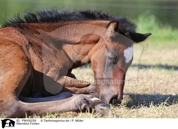 Warmblut Fohlen / warmblood foal / PM-06259
