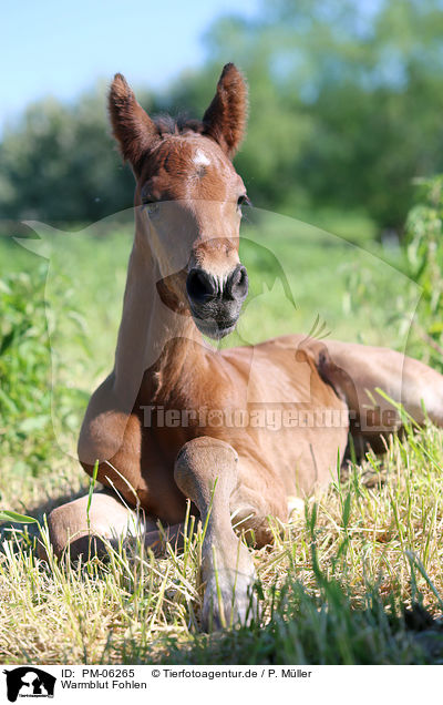 Warmblut Fohlen / warmblood foal / PM-06265