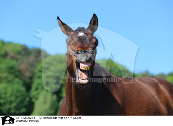 Warmblut Portrait / warmblood portrait / PM-06274