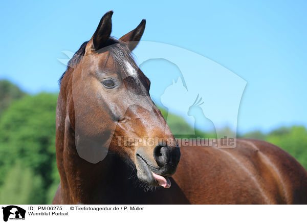 Warmblut Portrait / warmblood portrait / PM-06275