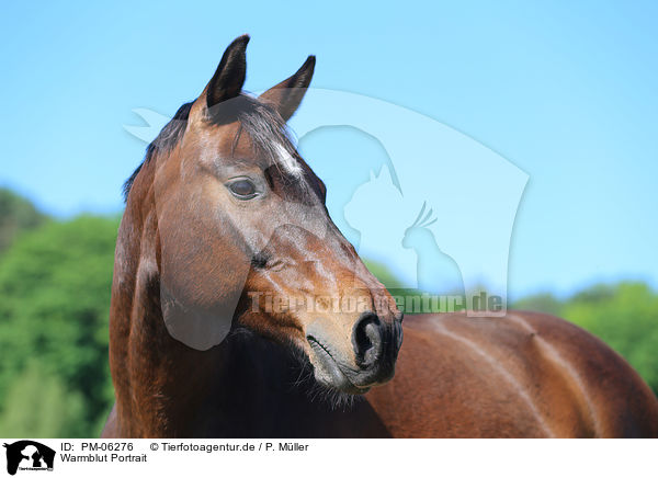 Warmblut Portrait / warmblood portrait / PM-06276