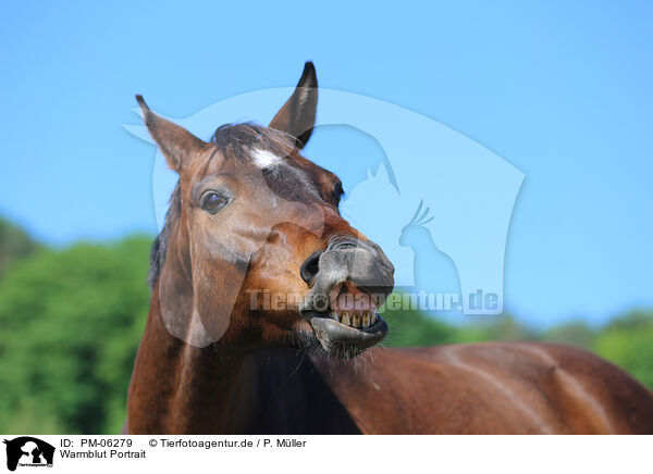 Warmblut Portrait / warmblood portrait / PM-06279