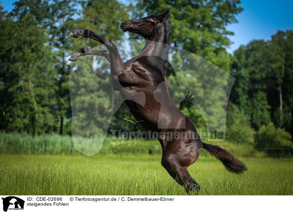 steigendes Fohlen / CDE-02696