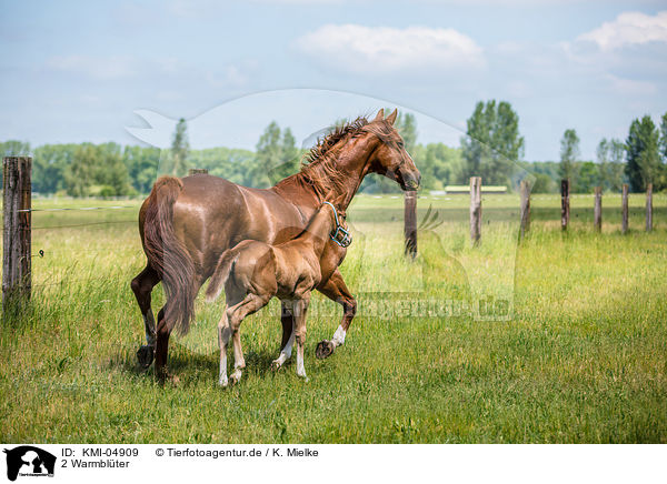 2 Warmblter / 2 warmbloods / KMI-04909
