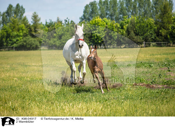 2 Warmblter / 2 warmbloods / KMI-04917