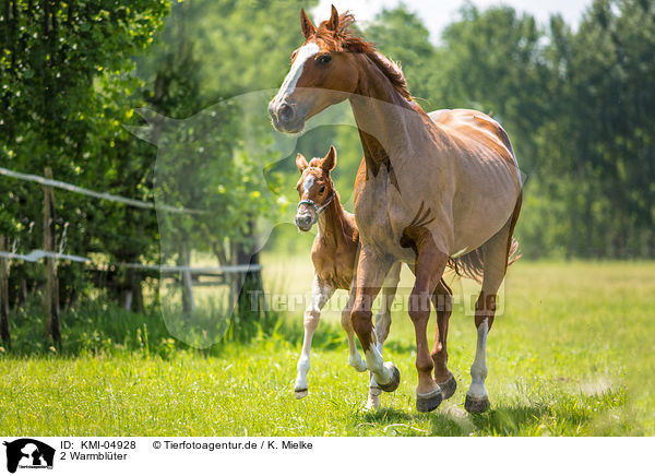 2 Warmblter / 2 warmbloods / KMI-04928