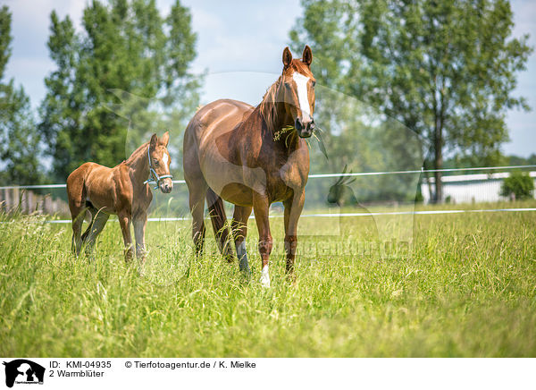 2 Warmbl�ter / 2 warmbloods / KMI-04935