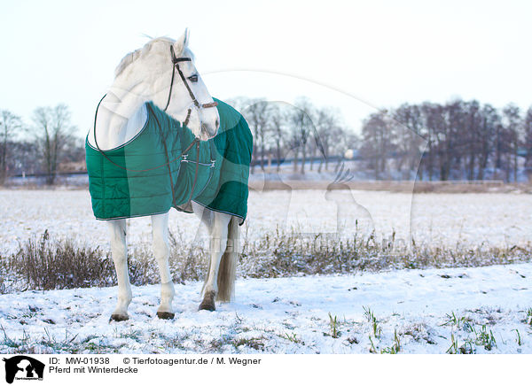 Pferd mit Winterdecke / horse with winter blanket / MW-01938