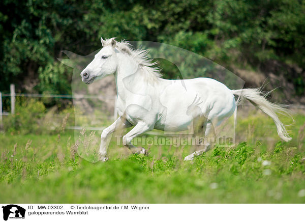 galoppierendes Warmblut / galloping warmblood / MW-03302