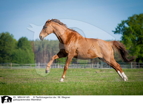 galoppierendes Warmblut / galloping warmblood / MW-04145