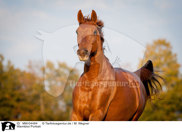 Warmblut Portrait / warmblood portrait / MW-04484
