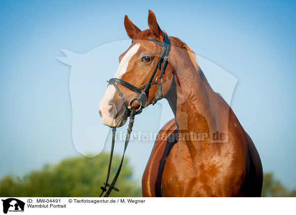 Warmblut Portrait / warmblood portrait / MW-04491
