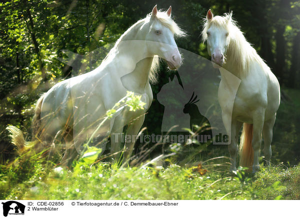 2 Warmblter / CDE-02856
