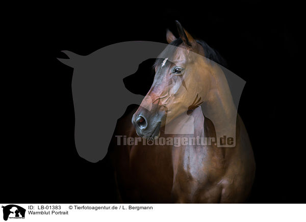 Warmblut Portrait / warmblood portrait / LB-01383