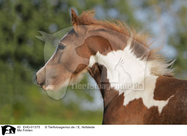 Mix Fohlen / crossbreed foal / EHO-01375