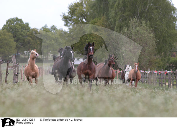 Pferdeherde / herds of horses / JM-01264