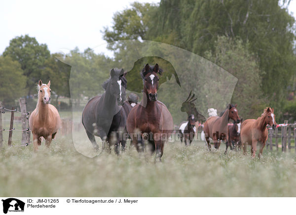 Pferdeherde / herds of horses / JM-01265