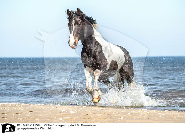 galoppierendes Warmblut / galloping warmblood / MAB-01158
