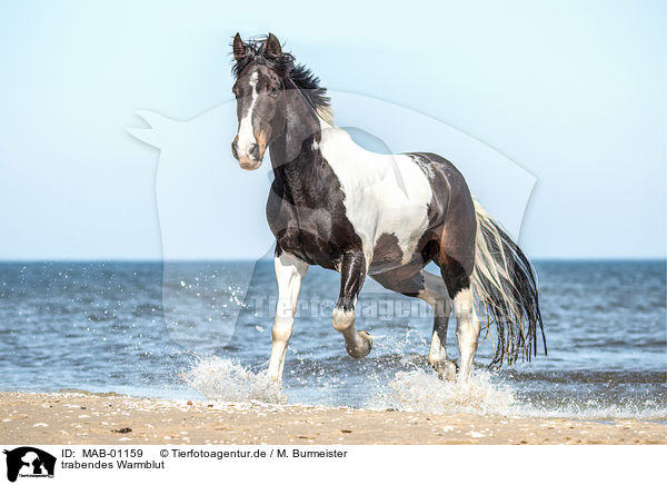 trabendes Warmblut / trotting warmblood / MAB-01159