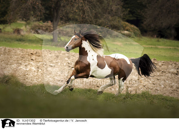 rennendes Warmblut / running horse / VJ-01302