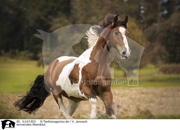 rennendes Warmblut / running horse / VJ-01303