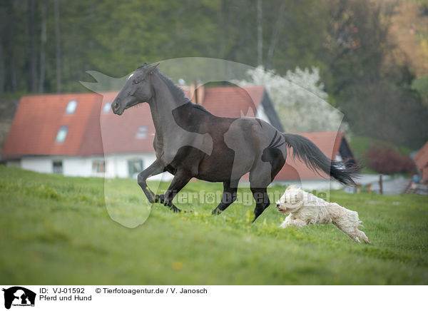 Pferd und Hund / VJ-01592