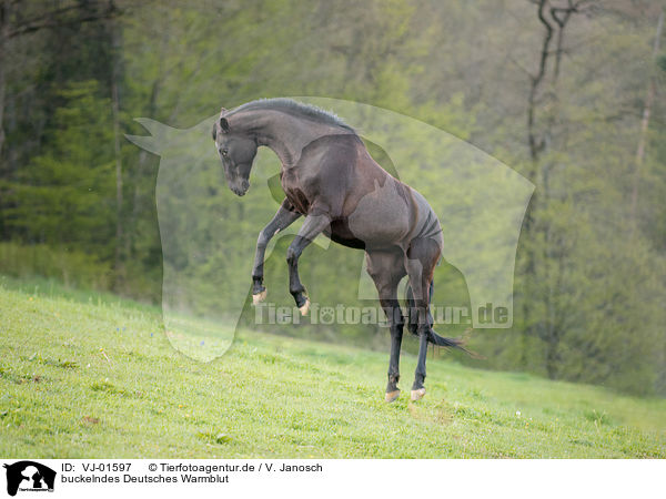 buckelndes Deutsches Warmblut / bucking Warmblood Horse / VJ-01597