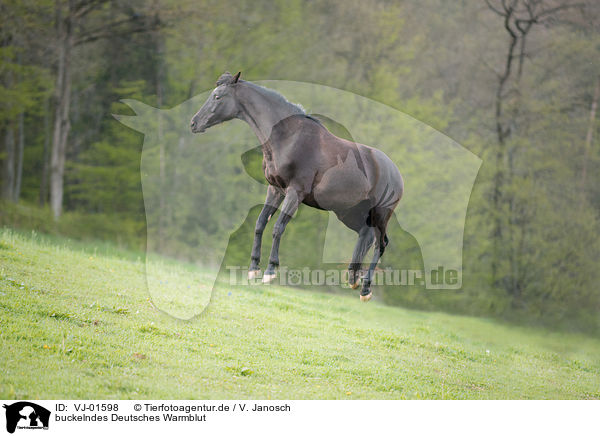 buckelndes Deutsches Warmblut / bucking Warmblood Horse / VJ-01598