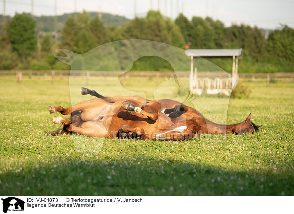 liegende Deutsches Warmblut / lying Warmblood Horse / VJ-01873