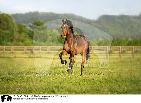 rennendes Deutsches Warmblut / running Warmblood Horse / VJ-01884