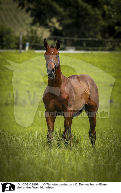 stehendes Warmblutfohlen / CDE-02899