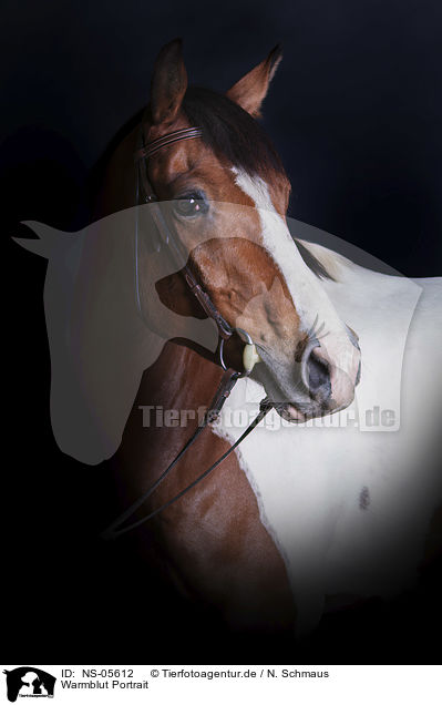 Warmblut Portrait / Warmblood portrait / NS-05612