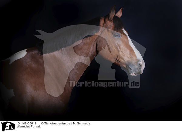 Warmblut Portrait / Warmblood portrait / NS-05618